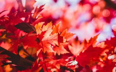 Herbstferien 2025